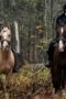 Nonton Film Chapelwaite Season 1 Episode 5 Bioskop21 Nonton Film Chapelwaite Season 1 Episode 5 Bioskop21